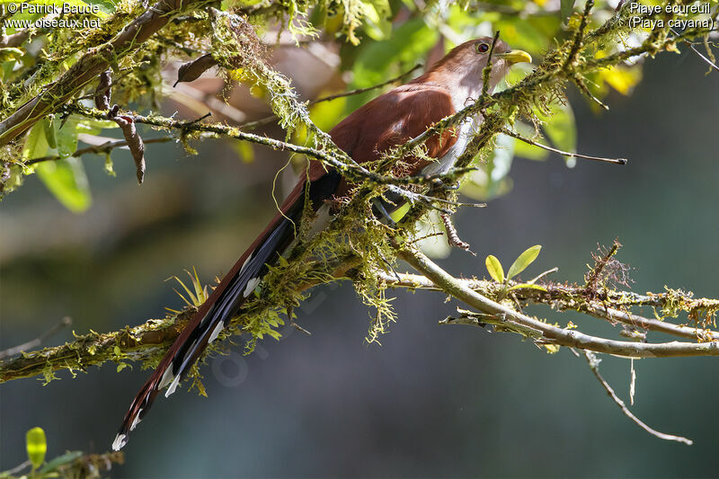 Squirrel Cuckoo