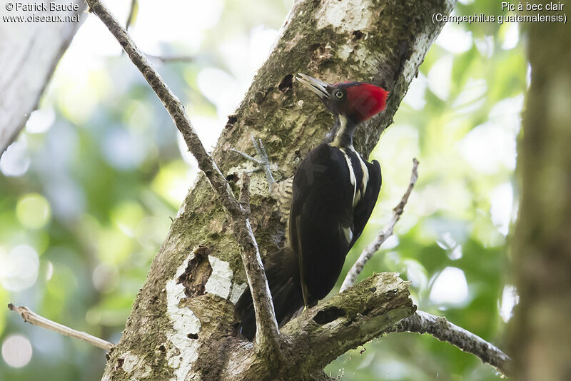 Pale-billed Woodpecker female adult