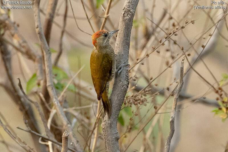 Red-stained Woodpeckeradult, identification