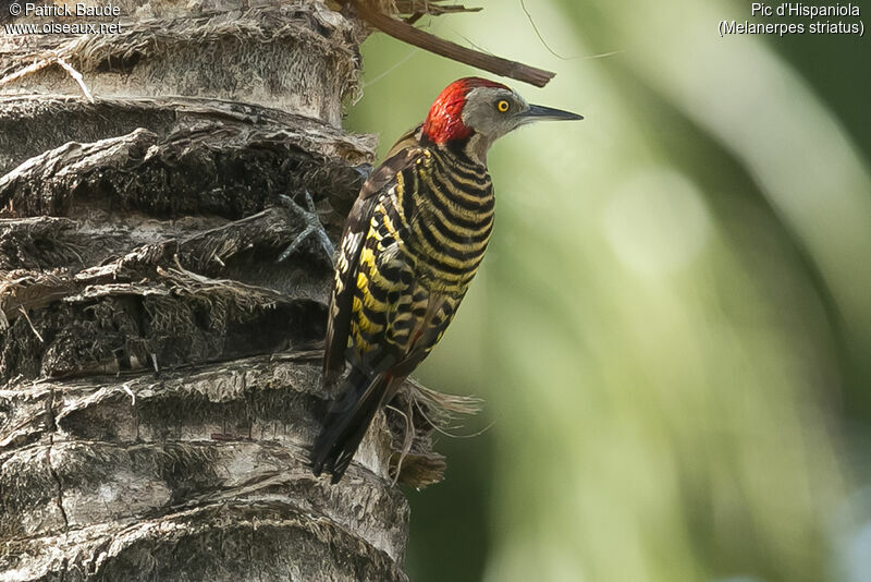 Hispaniolan Woodpecker male adult, identification