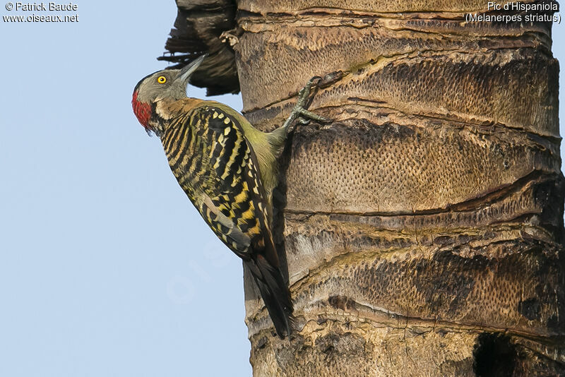 Pic d'Hispaniola femelle adulte, identification