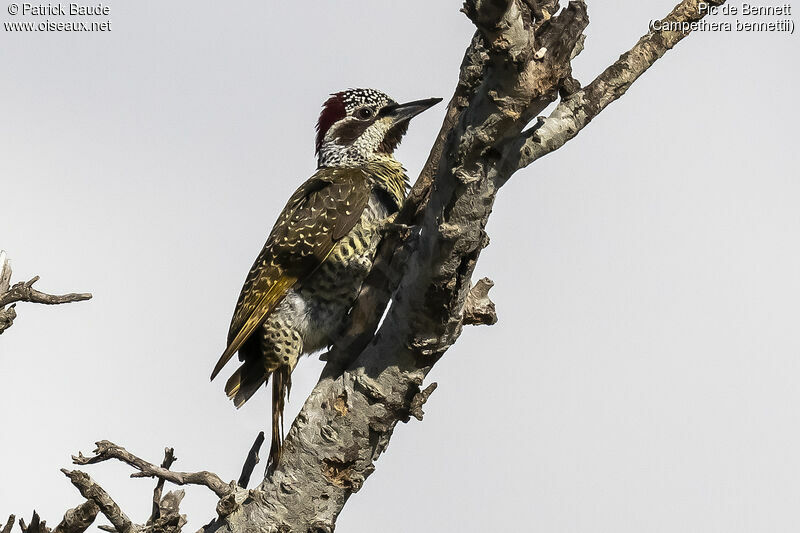 Bennett's Woodpecker female adult