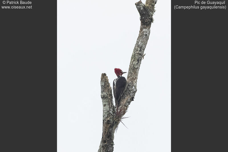 Guayaquil Woodpecker