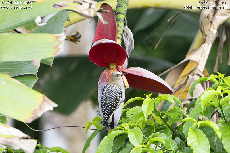 Hoffmann's Woodpeckeradult