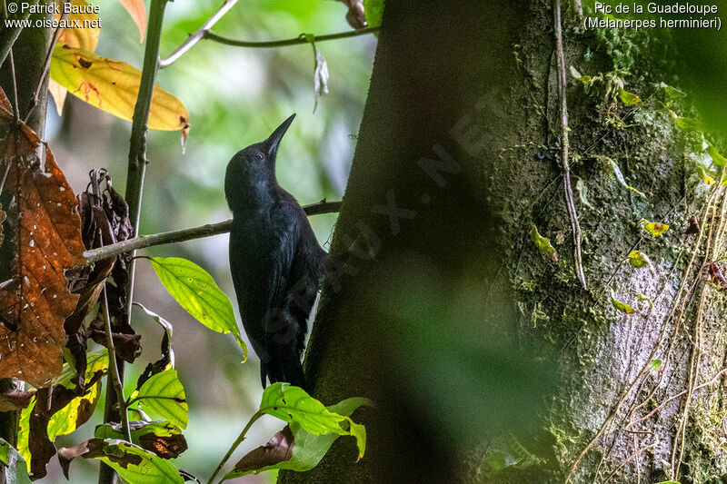 Pic de la Guadeloupeadulte