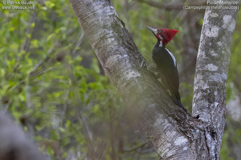 Crimson-crested Woodpecker male adult