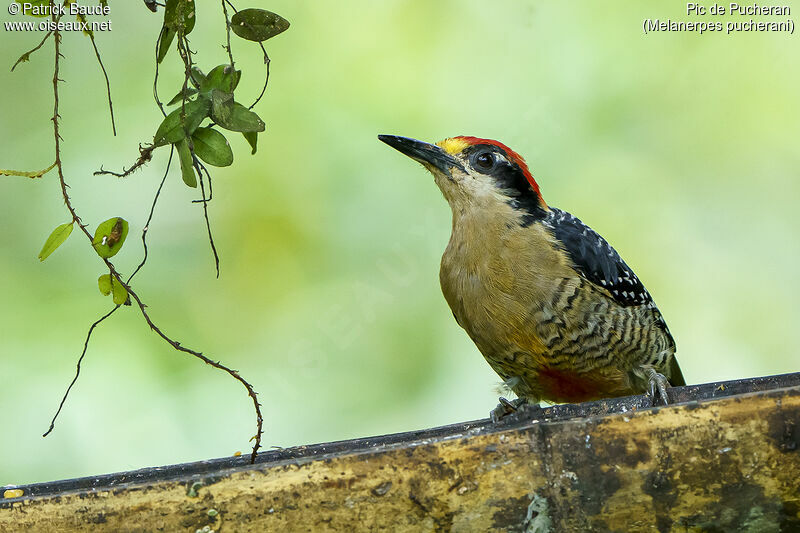 Black-cheeked Woodpecker male adult