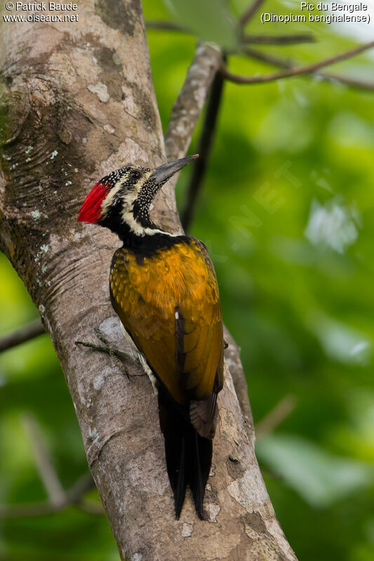 Black-rumped Flameback female adult, identification