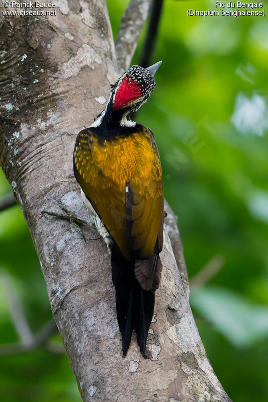 Black-rumped Flameback female adult, identification