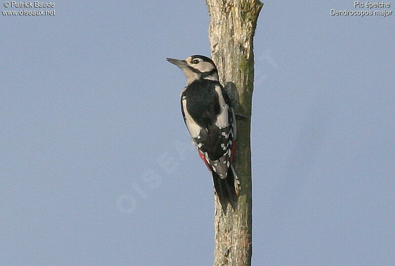 Great Spotted Woodpecker male adult