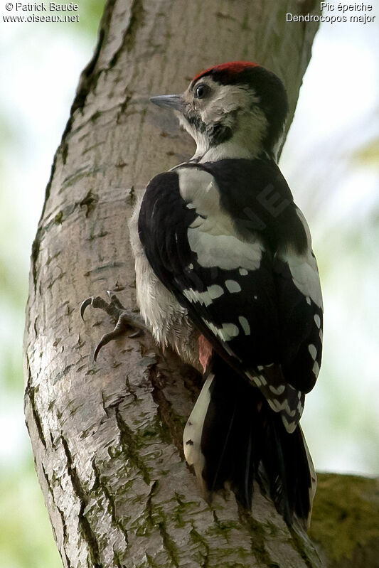 Great Spotted Woodpecker male juvenile, identification