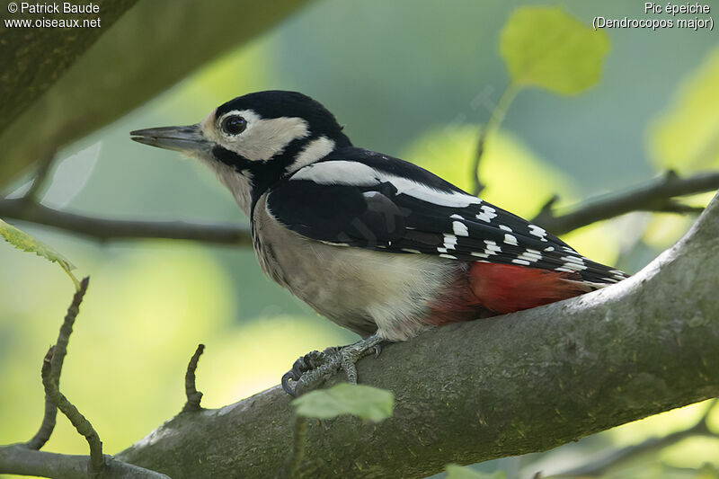 Pic épeiche femelle adulte, identification