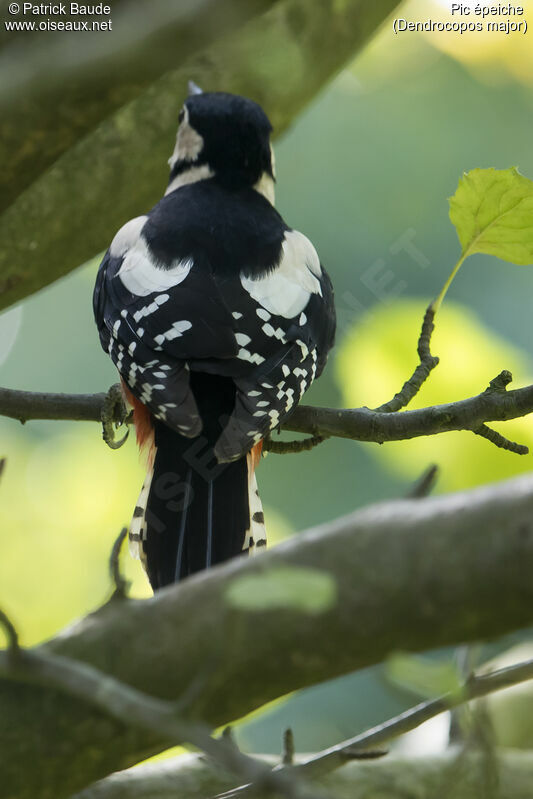 Great Spotted Woodpecker female adult, identification