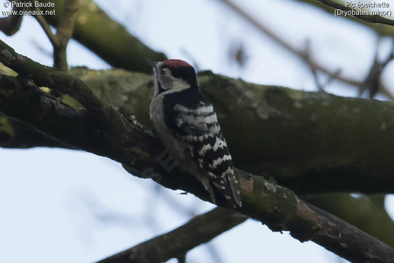 Lesser Spotted Woodpecker male adult, identification