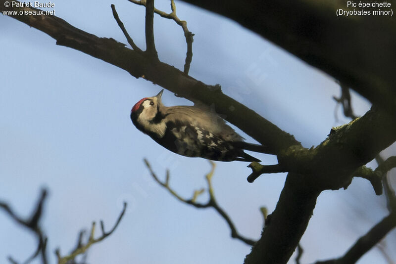 Lesser Spotted Woodpecker male adult, identification