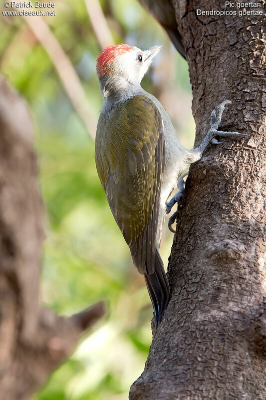 African Grey Woodpecker male adult, identification