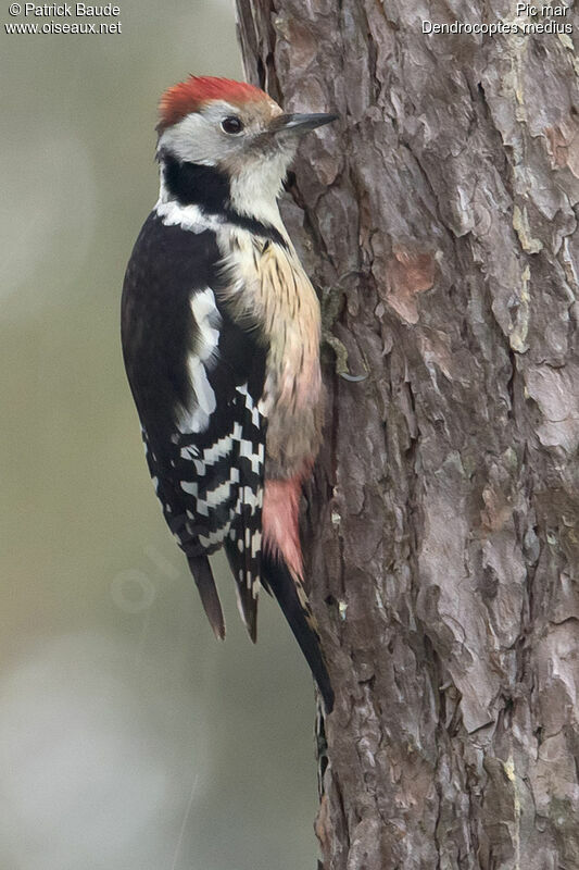 Pic mar femelle adulte, identification