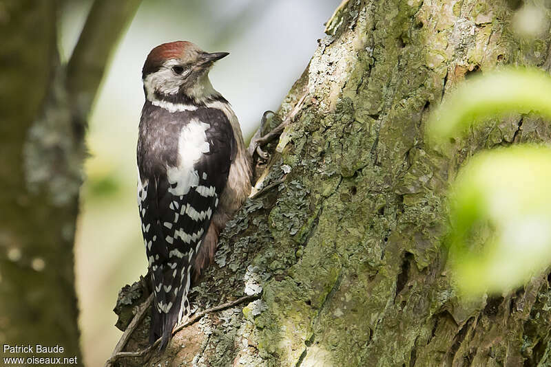 Middle Spotted Woodpeckerjuvenile, identification