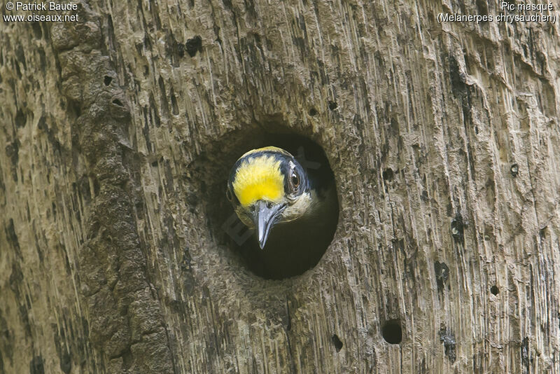 Pic masqué femelle adulte, identification