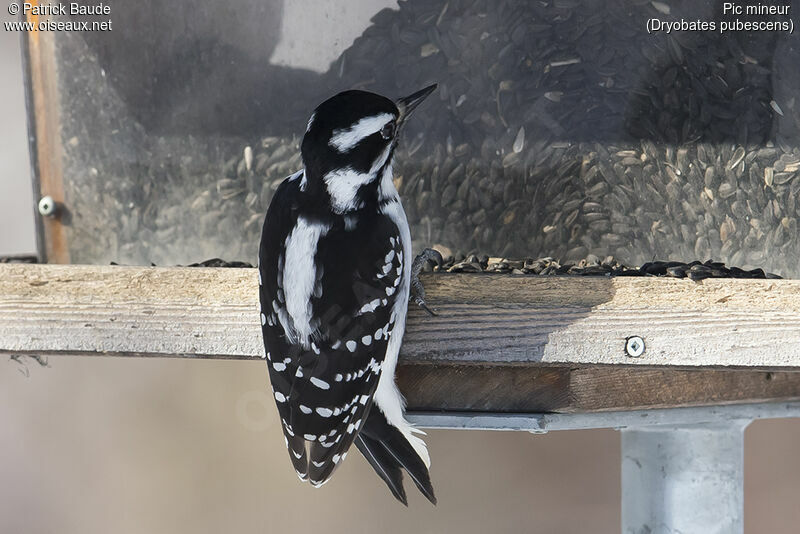 Downy Woodpecker female adult, identification