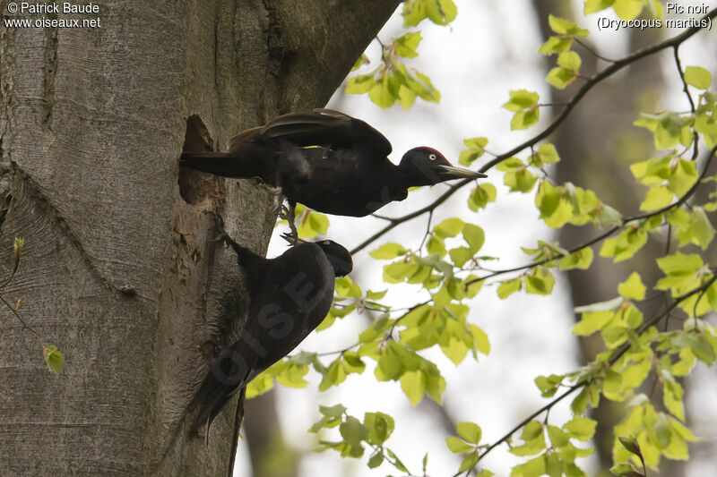 Pic noir adulte nuptial, identification, Comportement