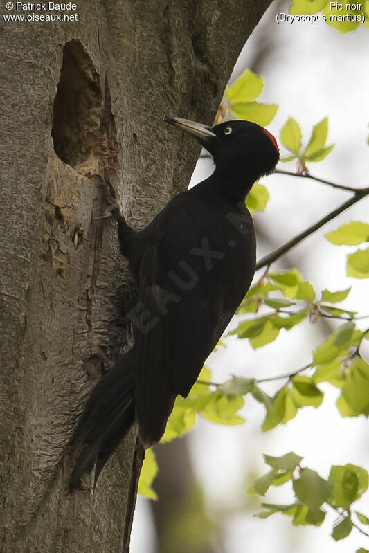 Pic noir femelle adulte nuptial, identification