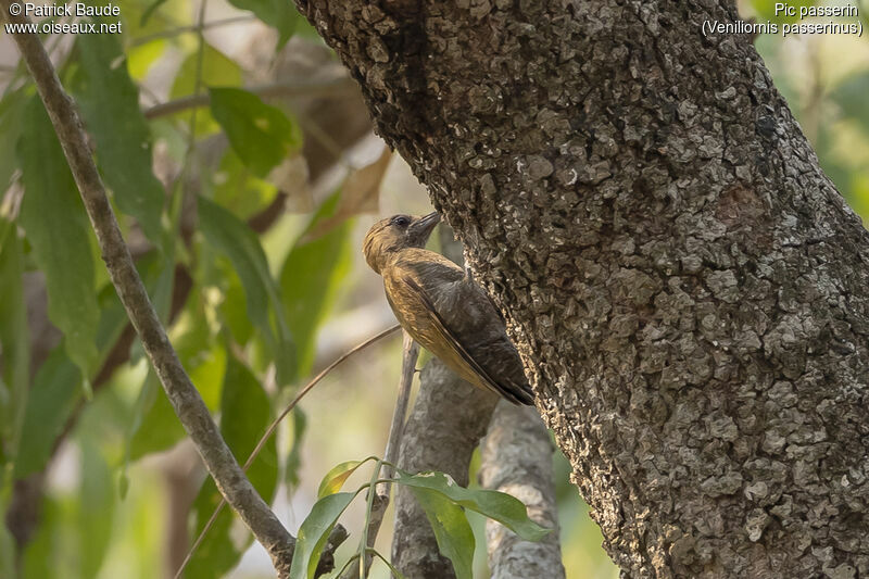 Pic passerin femelle adulte, identification