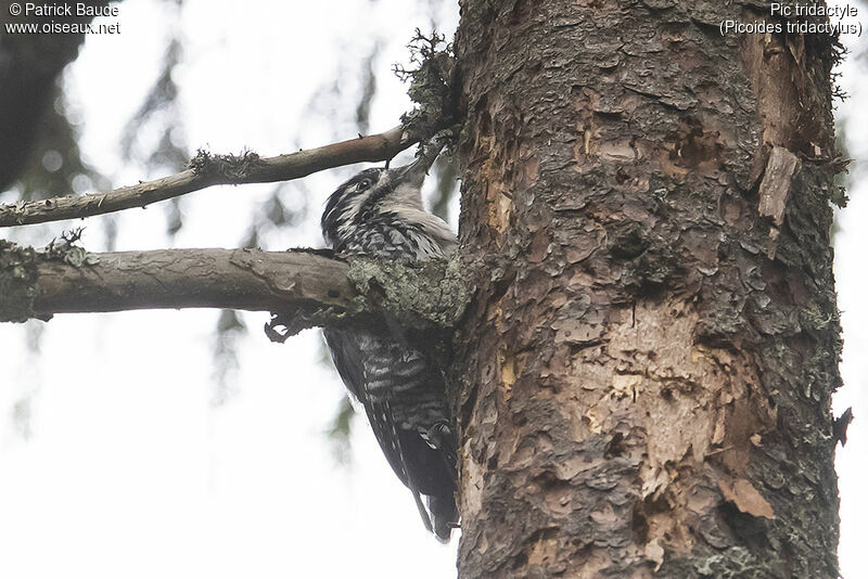 Eurasian Three-toed Woodpeckeradult