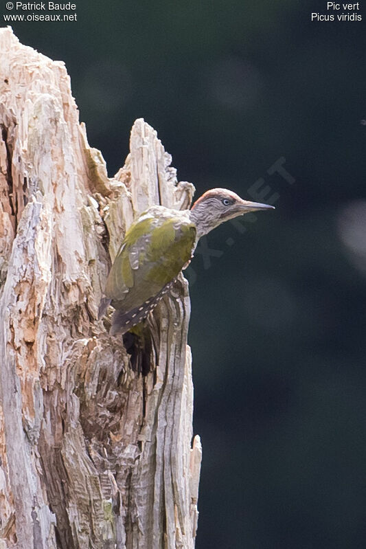 European Green Woodpecker female juvenile, identification