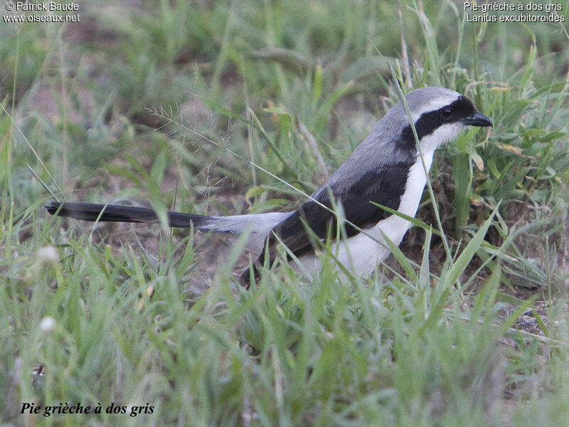 Pie-grièche à dos gris mâle adulte, identification