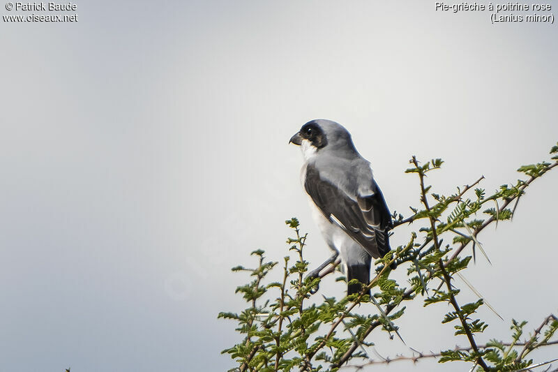 Lesser Grey Shrikeadult