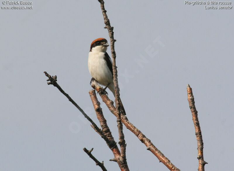 Woodchat Shrike