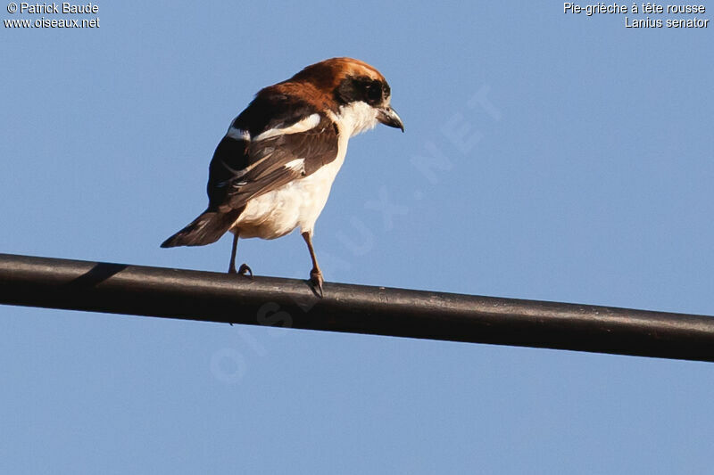 Woodchat Shrike female adult, identification