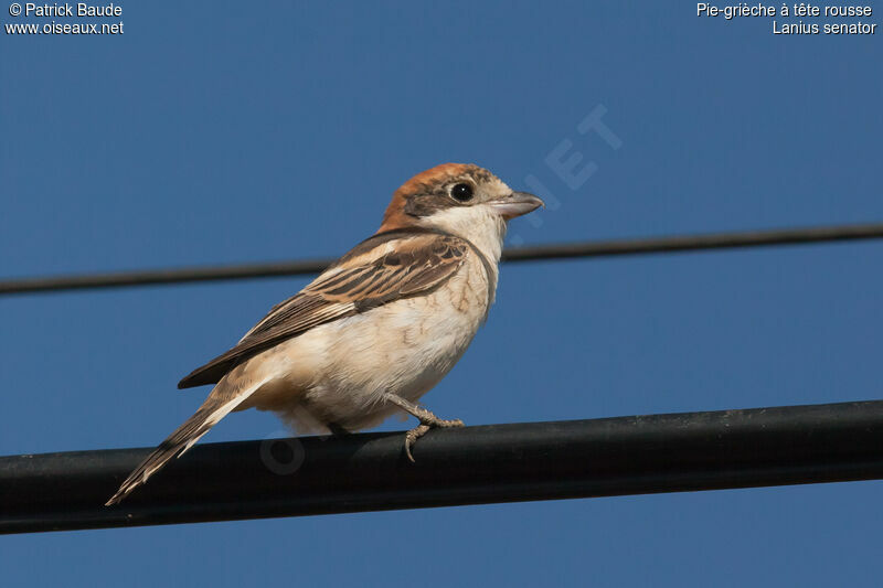 Woodchat Shrike female adult, identification