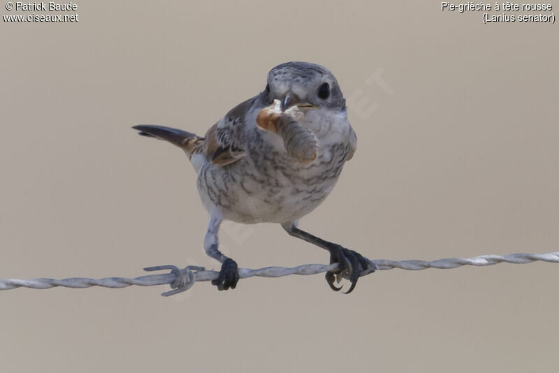 Woodchat Shrikejuvenile, identification