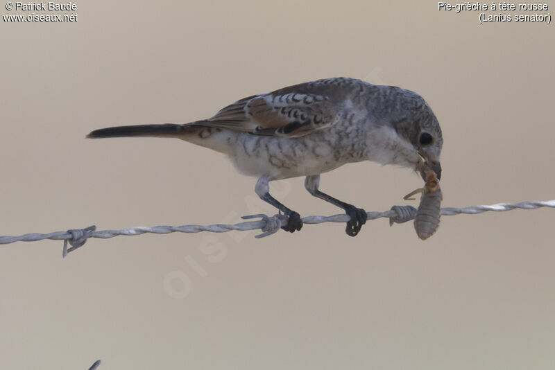 Woodchat Shrikejuvenile, identification