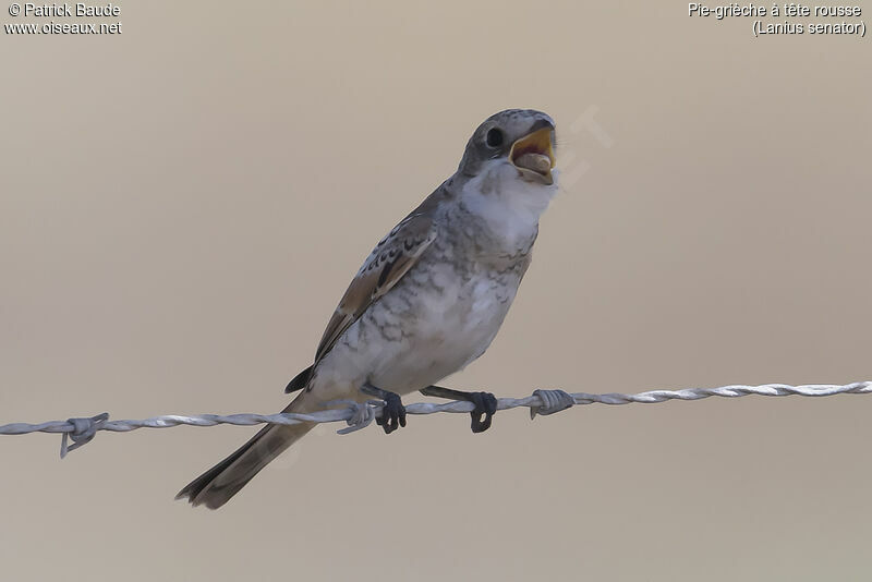 Woodchat Shrikejuvenile, identification