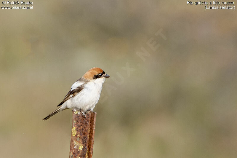 Woodchat Shrikeadult