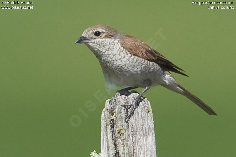 Pie-grièche écorcheur femelle adulte, identification