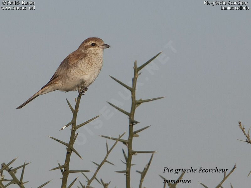 Pie-grièche écorcheurimmature, identification