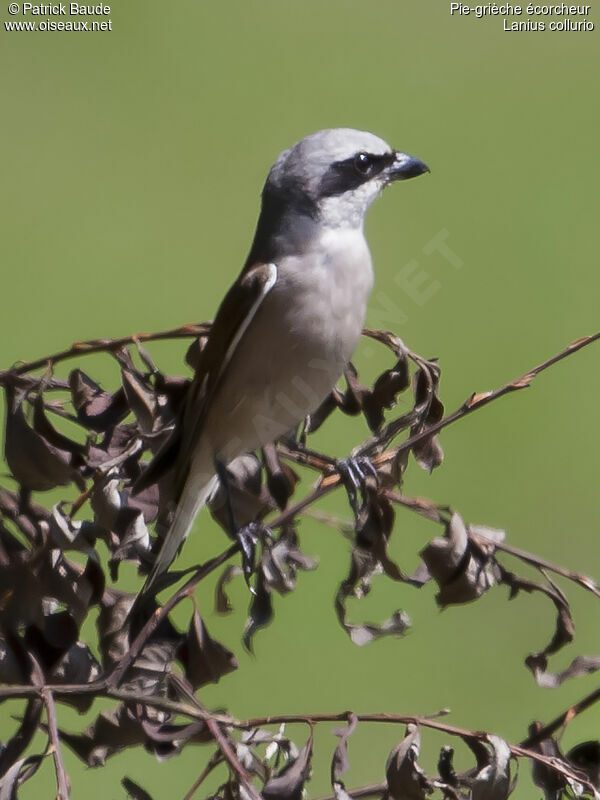 Pie-grièche écorcheur mâle adulte, identification