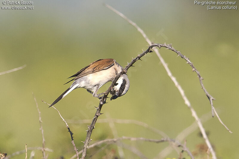 Red-backed Shrike male adult, identification, Behaviour