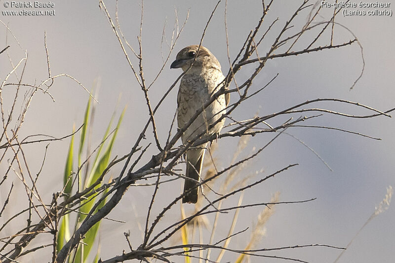 Red-backed Shrike female adult, identification