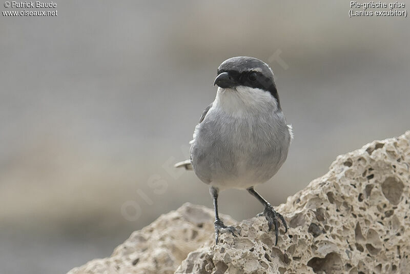 Pie-grièche griseadulte, identification