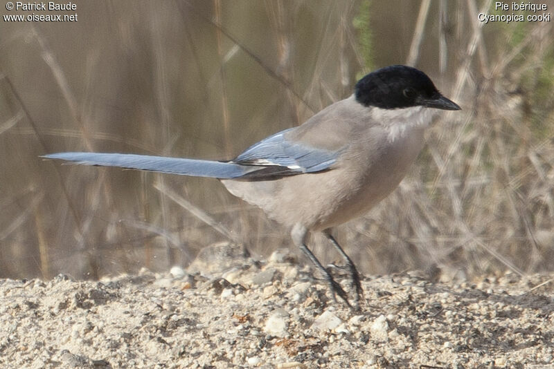 Iberian Magpieadult, identification