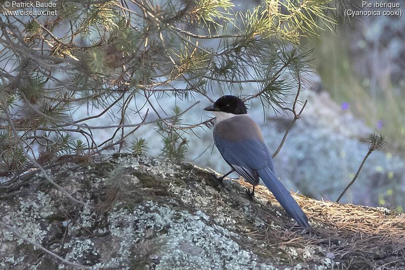 Pie ibériqueadulte, identification