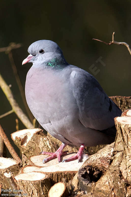 Stock Doveadult, close-up portrait