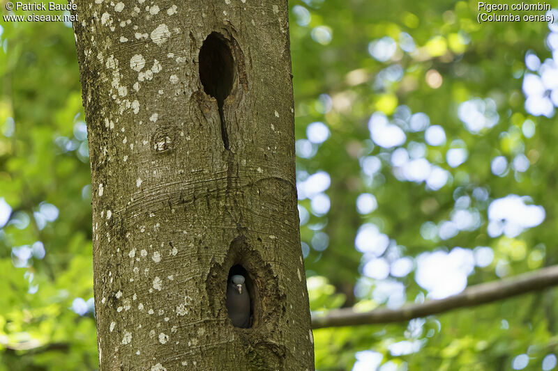 Stock Doveadult, Reproduction-nesting