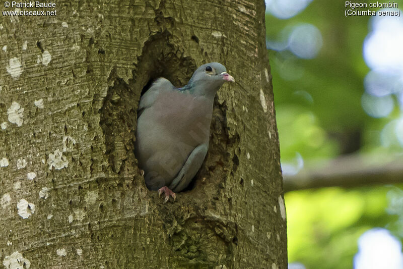 Pigeon colombinadulte, Nidification