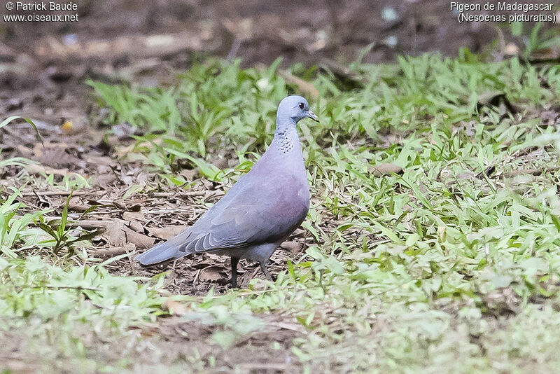 Pigeon de Madagascaradulte